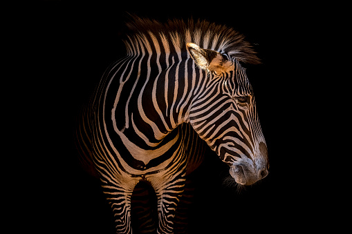 Zebra with natural black background.