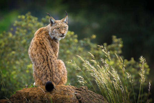 retrato de lince. - lince - fotografias e filmes do acervo