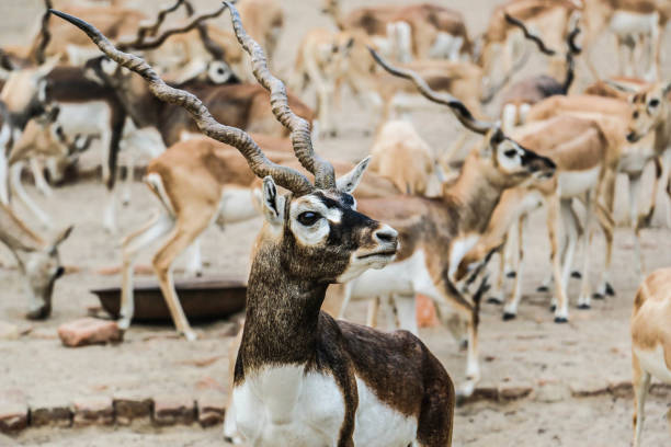 schöne wilde tier blackbuck rehe (magische cervicapra) oder indische antilope in lal-suhanra-national-park-safari-park, bahawalpur, pakistan - hirschziegenantilope stock-fotos und bilder