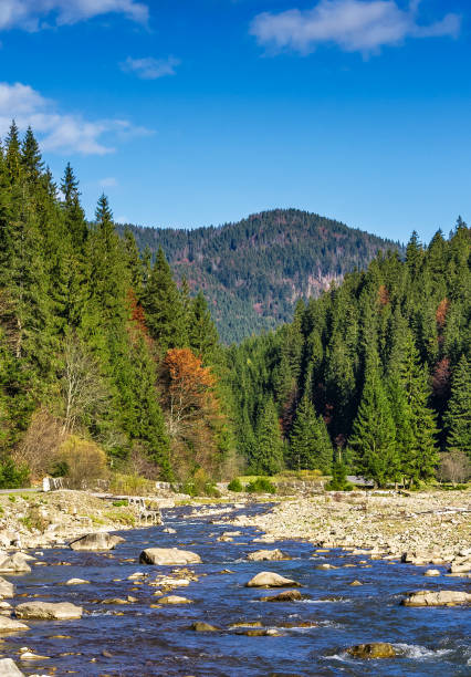 istock autumnal landscape with river in spruce forest 894549290