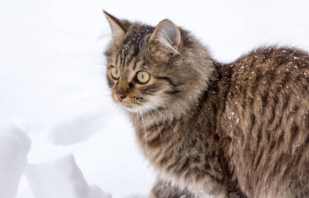 istock Cat walks in the snow in winter 894549718