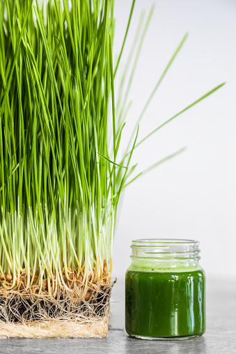Wheatgrass details of the Roots, Seeds, Sprouts and Healthy Juice Shot ready to Drink