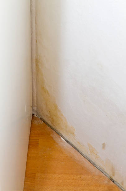istock Mold in a room of a apartment 894550472