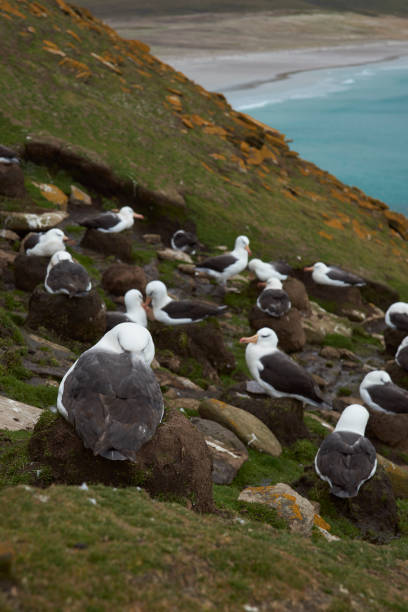 istock Black-browed Albatross colony on Saunders Island 894552810