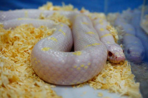 Thai Python Blue 250+ Golden Thai Python Snake Stock Photos, Pictures & Royalty-Free ...