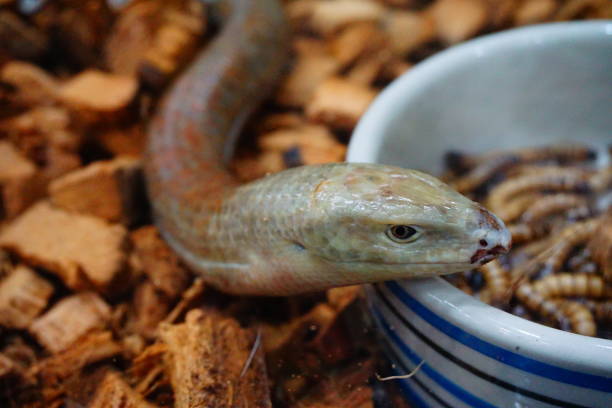 istock European Legless Lizard 894555058