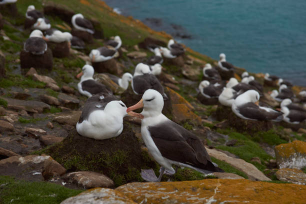 istock Black-browed Albatross colony on Saunders Island 894555084