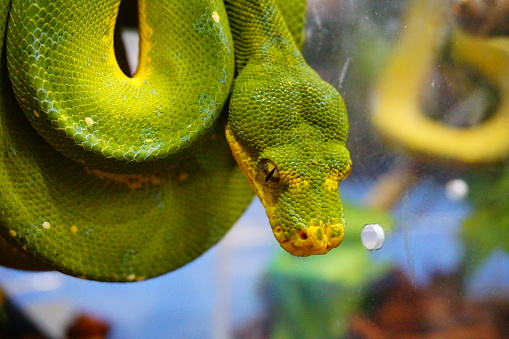 Snake, The green tree python is a species of python native to New Guinea, islands in Indonesia