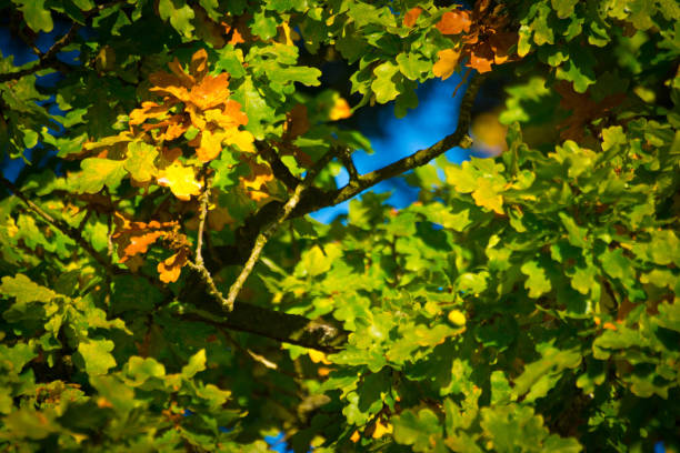 A twig of an oak tree with leaves just turning brown before falling off.