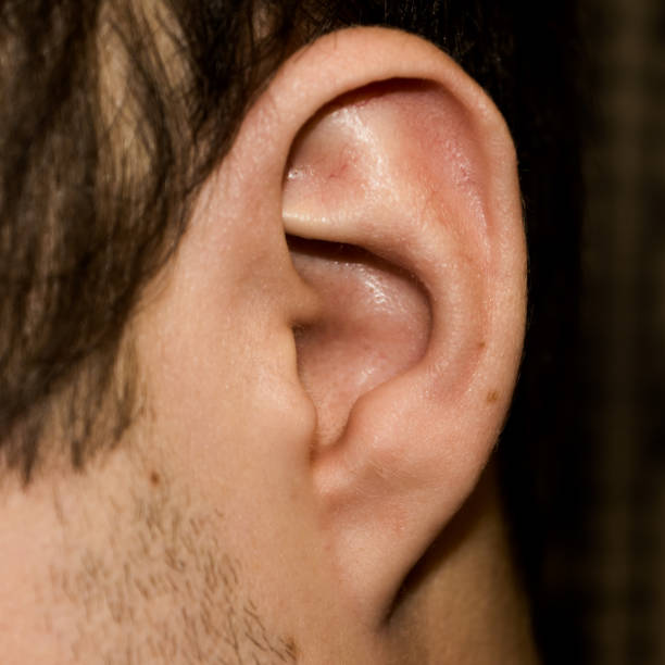 Male ear. Adherent earlobe close-up. Male ear. Adherent earlobe close-up. Square photo. Earlobe stock pictures, royalty-free photos & images