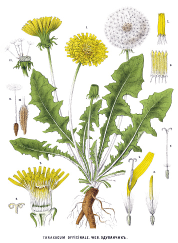 Antique illustration of a Medicinal and Herbal Plants. 