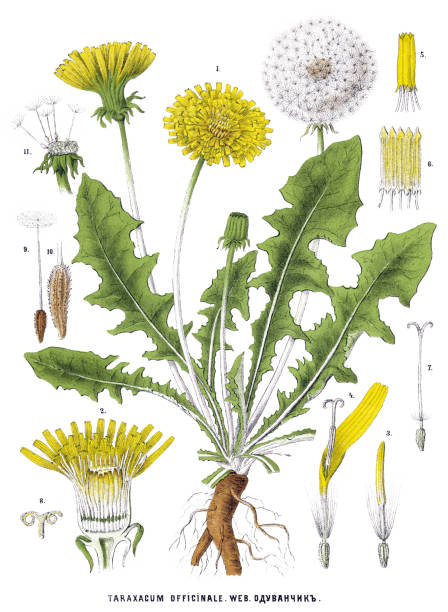 dandelion Antique illustration of a Medicinal and Herbal Plants.  dandelion stock illustrations