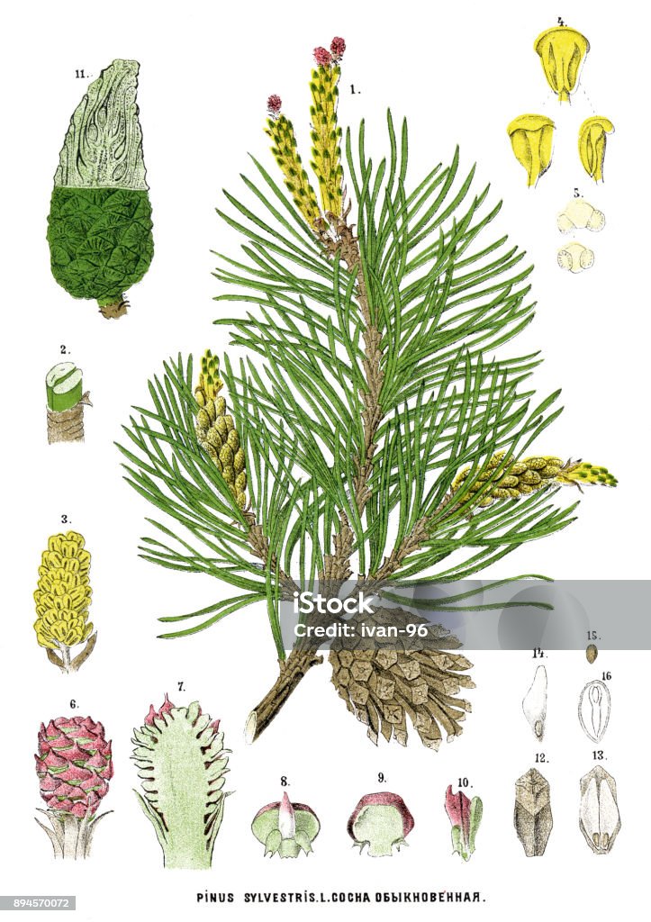 pine Antique illustration of a Medicinal and Herbal Plants. Botany stock illustration pine Antique illustration of a Medicinal and Herbal Plants. Botany stock illustration