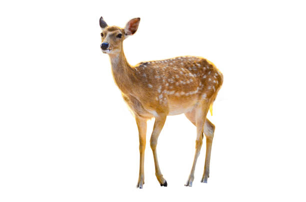 istock baby deer isolated in white background 894570516