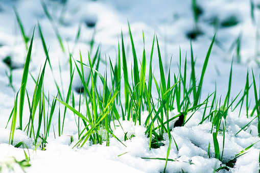 tender green shoots of fresh grass make their way from under the snow in the spring under the first rays of the sun