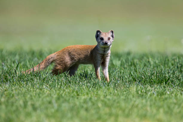 istock Yellow Mongoose hunting for prey on green grass 894583604