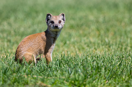 Yellow Mongoose hunting for prey on green grass