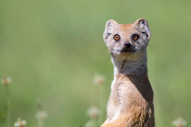 Chasse de Mangouste jaune pour proies sur l’herbe verte - Photo