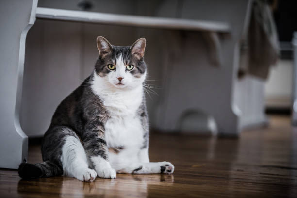 Funny Fat Cat Sitting in the Kitchen Funny Fat Cat Sitting in the Kitchen and Probably Waiting for some more Food stout stock pictures, royalty-free photos & images