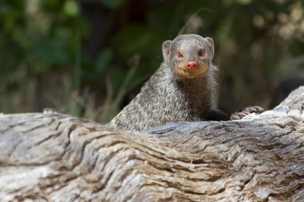 istock Banded mongoose is a lookout on a tree stump 894586108