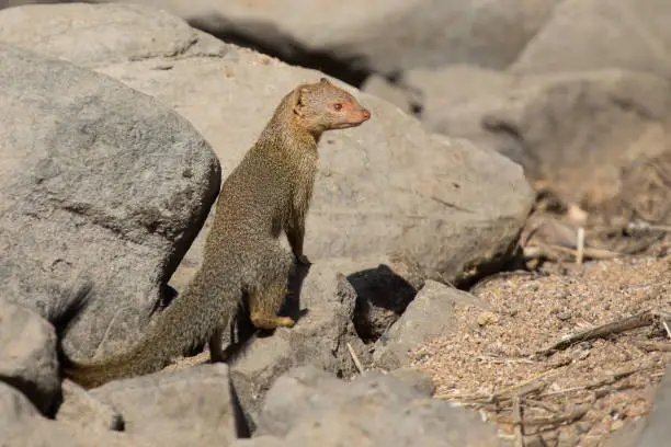 Photo of Slender mongoose forage and look for food among rocks