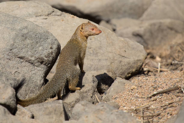 Slender mongoose forage and look for food among rocks - fotografia de stock