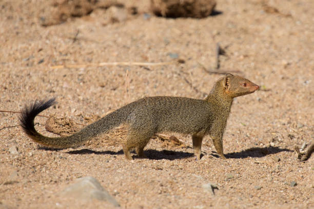 Mongoose Stock Photos, Pictures & Royalty-Free Images - iStock
