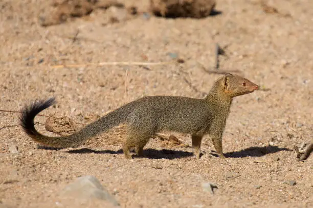 Photo of Slender mongoose forage and look for food among rocks