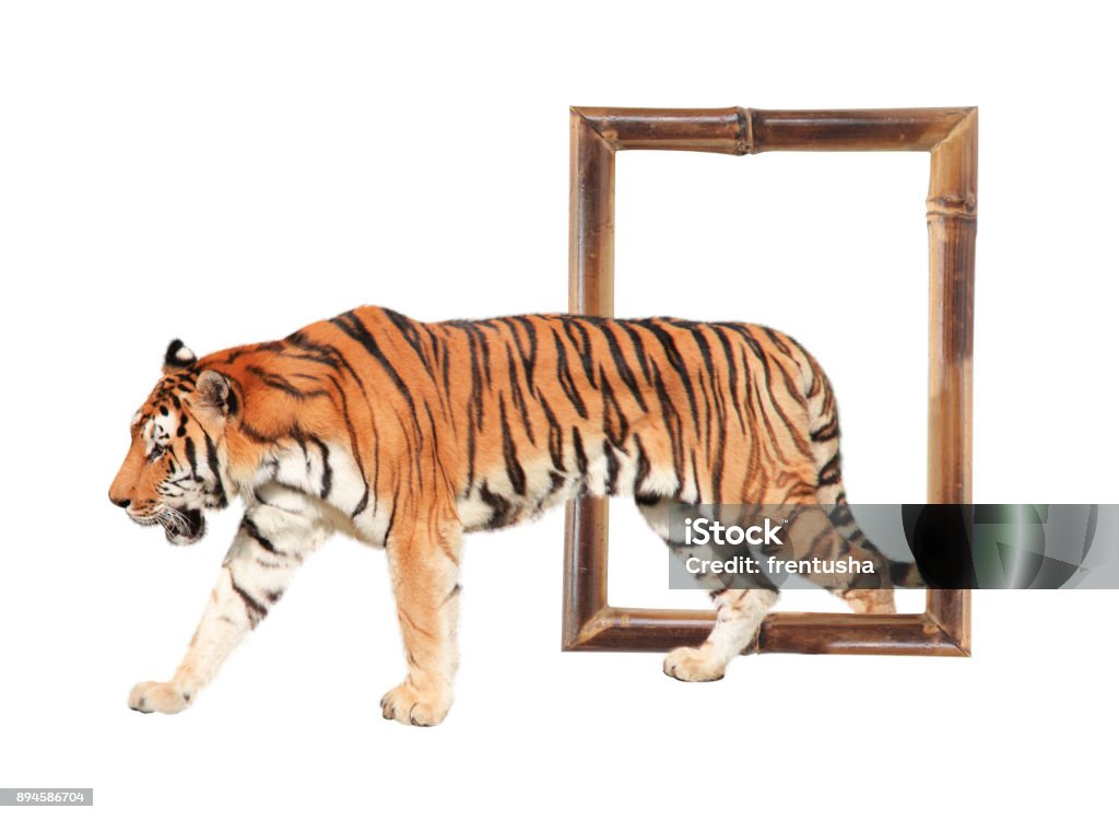 Foto de Tigre Saindo De Um Quadro De Bambu Com Efeito 3d e mais fotos de  stock de Animal - Animal, Bezerro, Branco - iStock