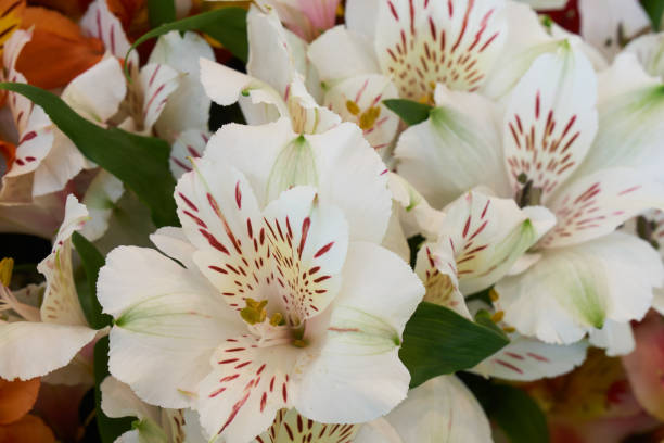 istock Bunch of beautiful white flowers 894587134