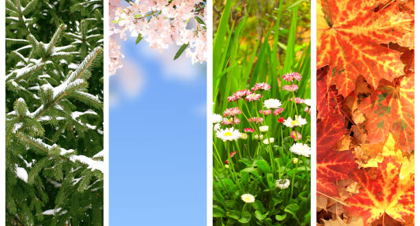 istock Four seasons of year 894587264