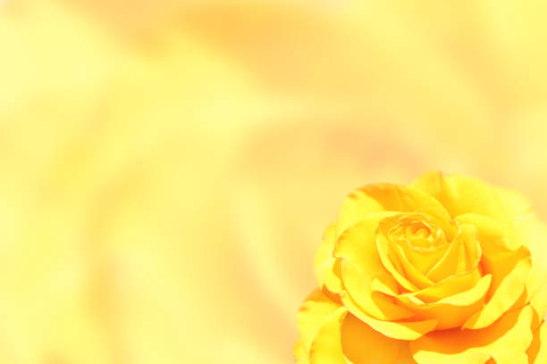 istock Blurred background with rose of yellow color 894589456
