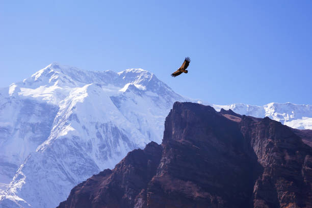 istock Grif, a vulture, among the Himalaya mountains 894593226