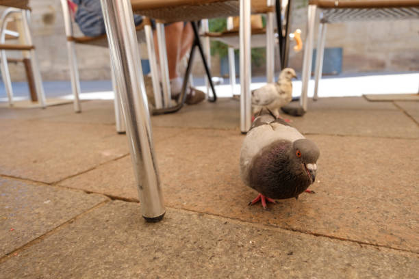 dove looks for food that has fallen on the ground on a terrace in the middle of the city