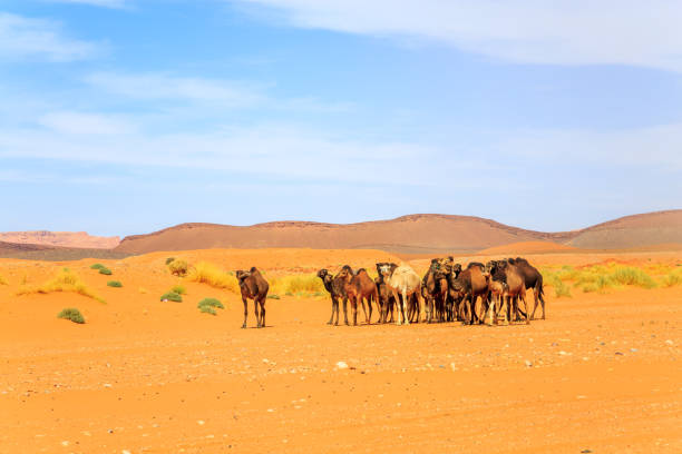 istock Flock of camel in desert 894602258