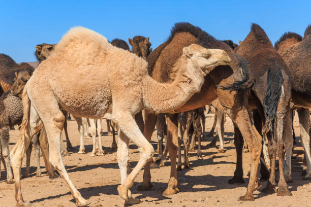 istock Group of camels in desert 894602266
