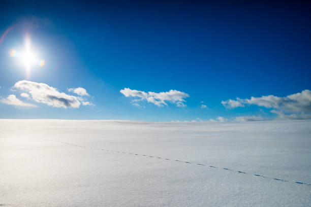 fox track в диком большом замороженном поле в волшебный солнечный день зимы - coyote desert outdoors day стоковые фото и изображения