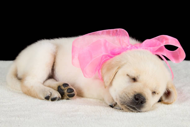 istock Labrador puppy sleeping on blanket with pink ribbon studio shot 894606936
