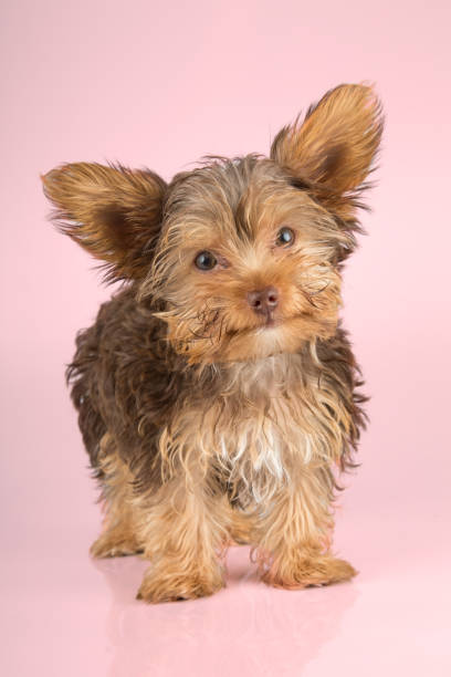 istock Yorkshire Terrier puppy standing in studio looking inquisitive on pink background 894611256