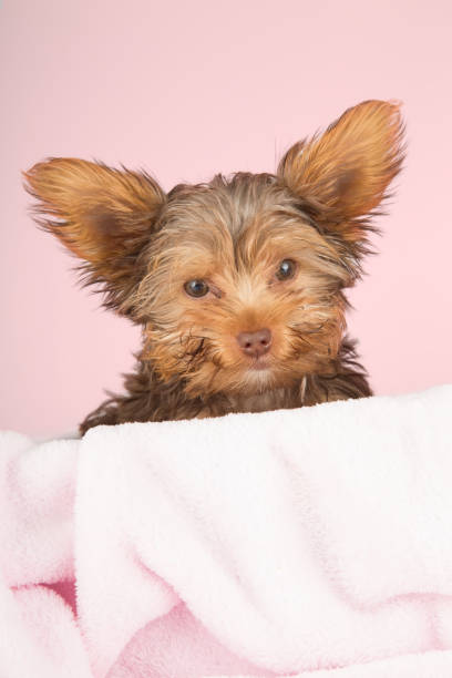 istock Tired cute little Yorkshire terrier resting on a soft pink bed 894611592