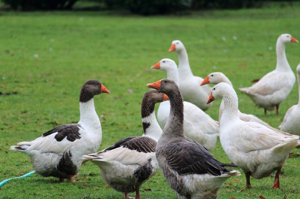 istock Christmas geese, live to die 894612208