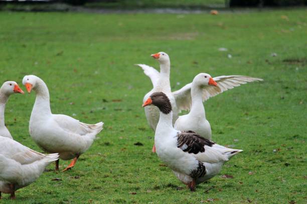 istock Christmas geese, live to die 894612218
