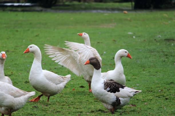 istock Christmas geese, live to die 894612902