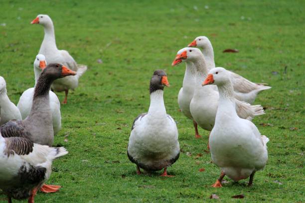 istock Christmas geese, live to die 894614534
