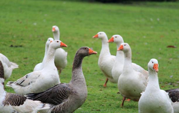 istock Christmas geese, live to die 894615028