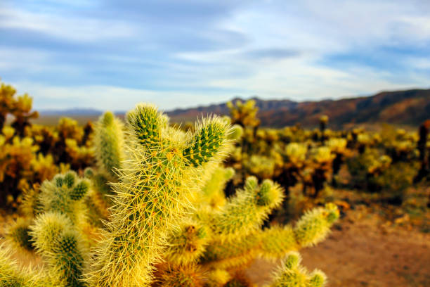 Cylindropuntia fulgida, the jumping cholla, also known as the hanging chain cholla, is a cholla cactus native to Sonora and the Southwestern United States.