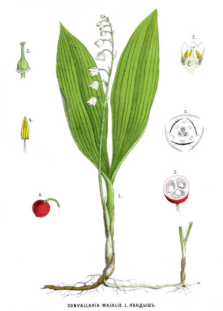 lily of the valley Antique illustration of a Medicinal and Herbal Plants. lily of the valley antique botanical engraving stock illustrations