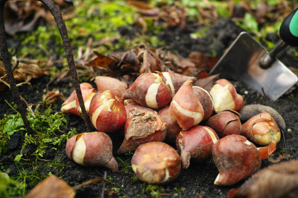 preparazione per la stagione primaverile in giardino, tulipani rosa e bulbi narcisi gialli - bulbous plant foto e immagini stock