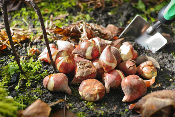 preparación para la temporada de primavera en el jardín, rosa tulipanes y bulbos de narcisos amarillos - bulbous plant fotografías e imágenes de stock