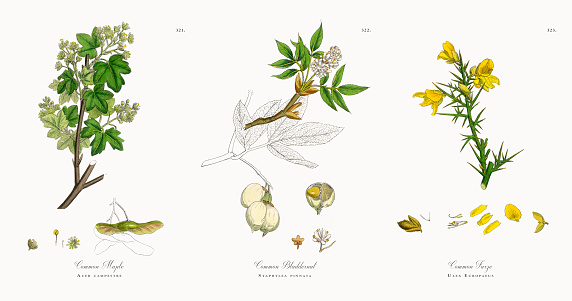 Very Rare, Beautifully Illustrated Antique Engraved and Hand Colored Victorian Botanical Illustration of Common Maple, Acer campestre, 1863 Plants. Plate 321, Published in 1863. Source: Original edition from my own archives. Copyright has expired on this artwork. Digitally restored.